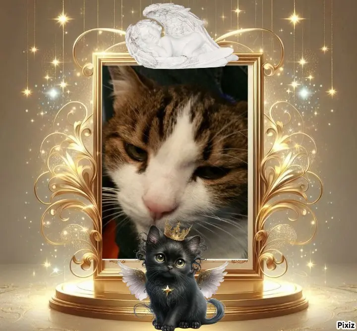 Condolence image of Deine Katzenmutti Tanja ❤