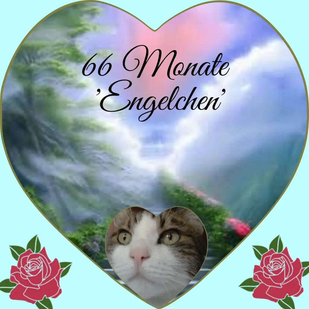 Condolence image of Corinna mit Emma, Vinni-Ved ,Jengi, Blacky,Pummelchen und anderen Sternleine im Herzen