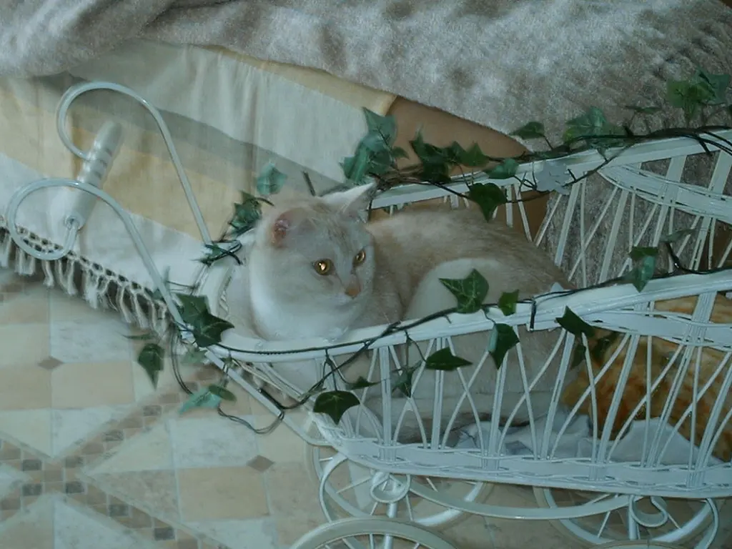 Condolence image of Beate mit Elvis im Herzen ❤