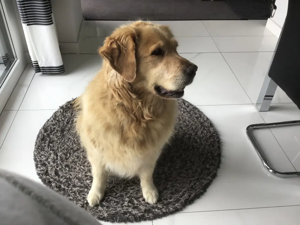 Condolence image of Angelika mit Luna ❤️