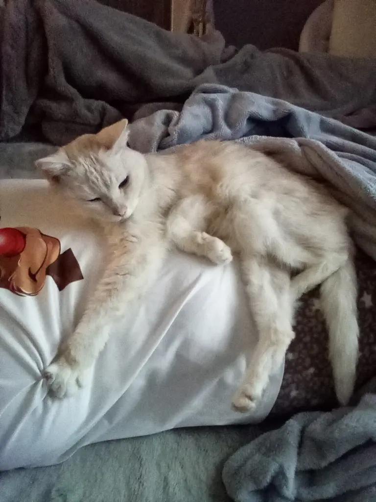 Condolence image of  Beate mit Elvis im Herzen ❤