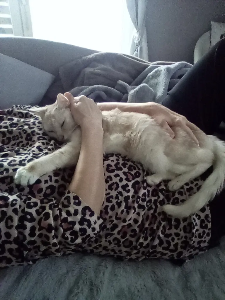 Condolence image of Beate mit Elvis im Herzen ❤