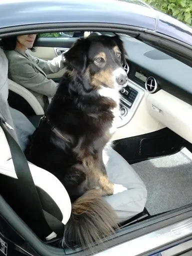 Condolence image of Renate mit Artax"Bubele"ganz tief im Herzen