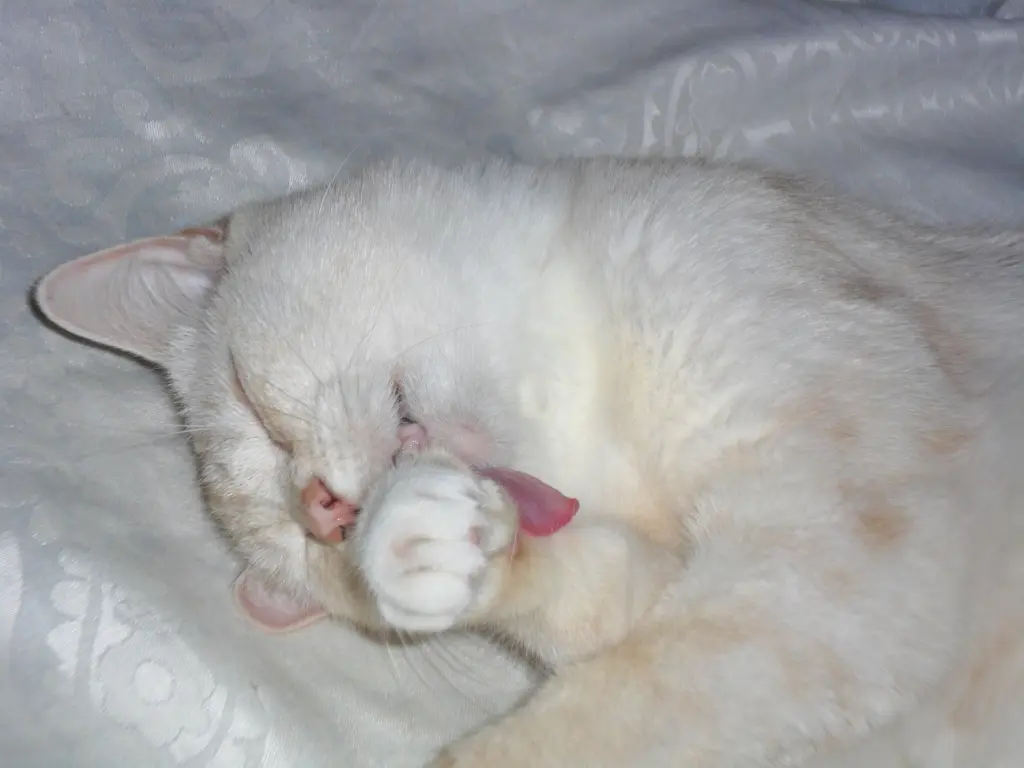 Condolence image of Beate mit Elvis im Herzen ❤