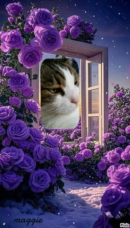 Condolence image of Deine Katzenmutti Tanja ❤