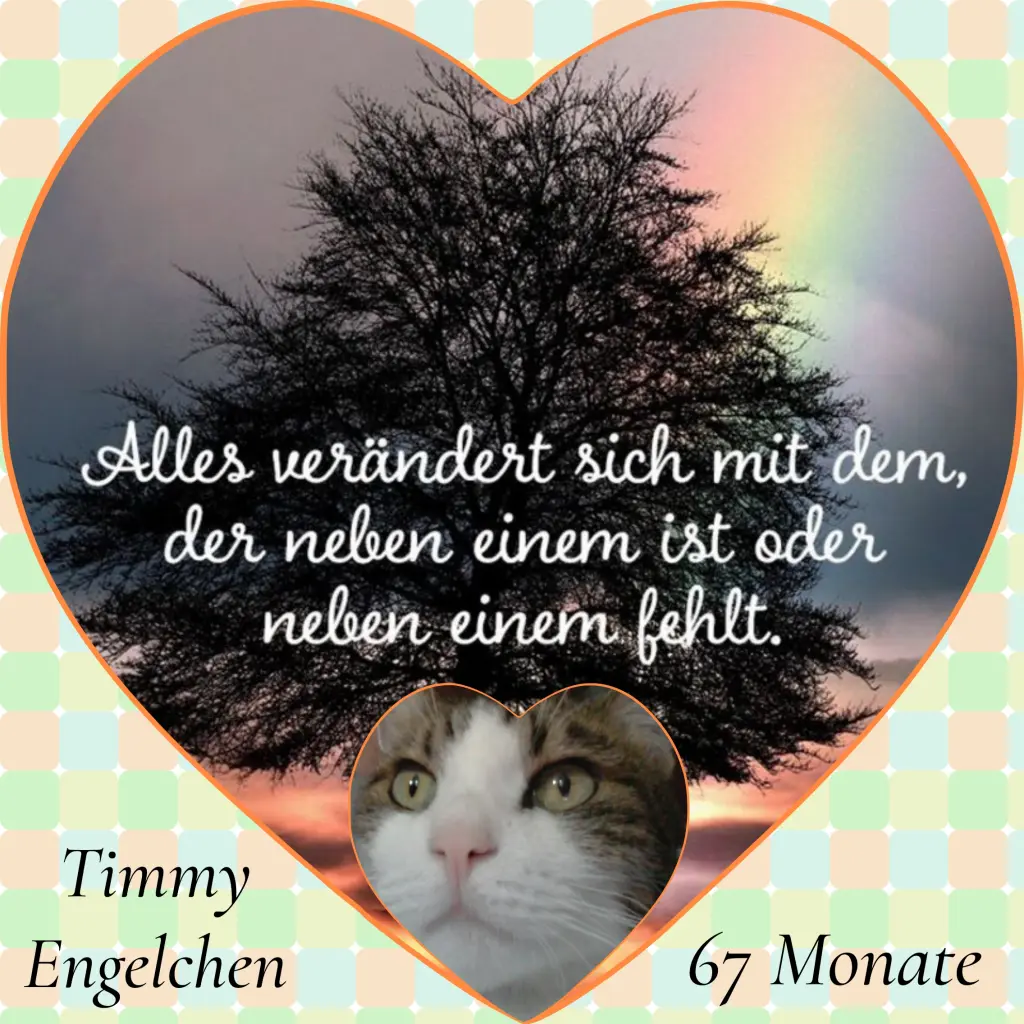 Condolence image of Corinna mit Emma, Vinni-Ved, Jengi, Blacky, Pummelchen und anderen Sternleine im Herzen