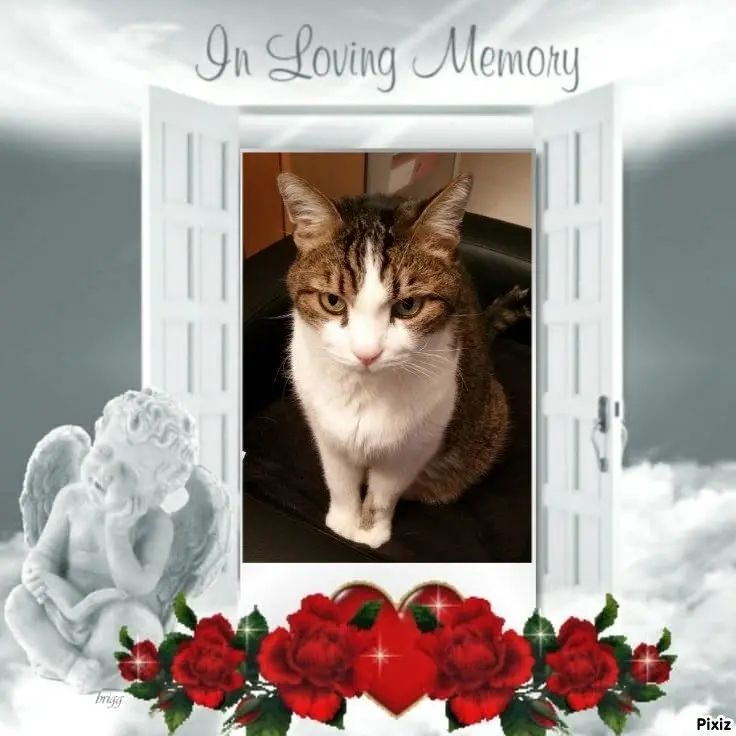 Condolence image of Sternchenpost ⭐