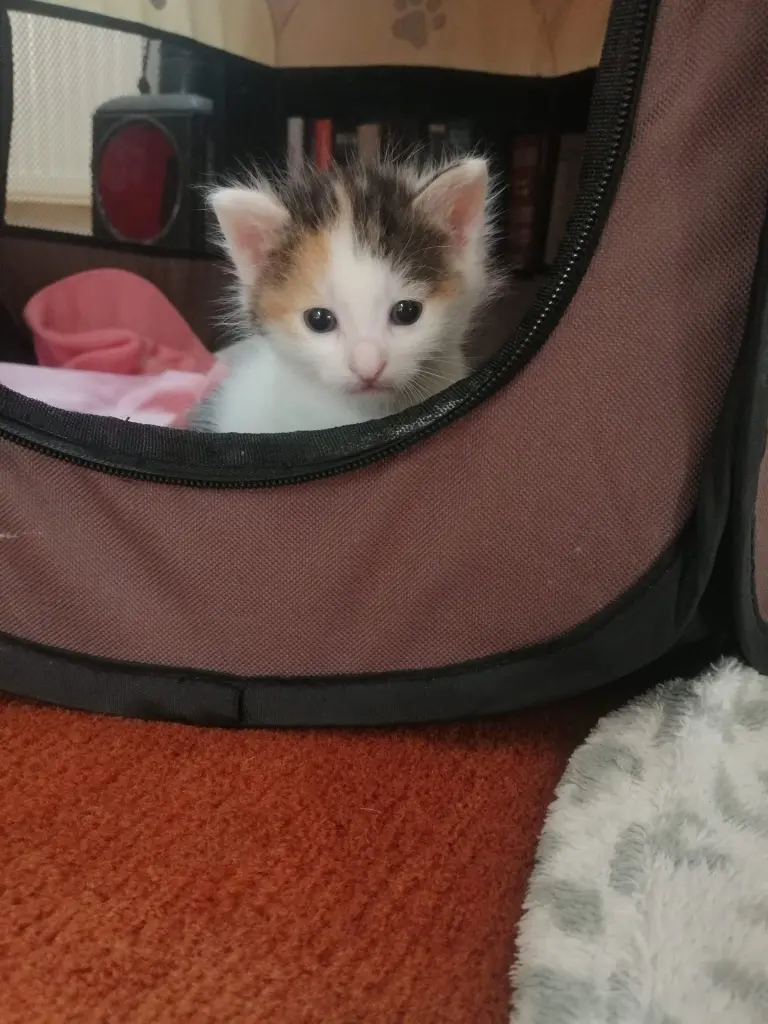 Condolence image of Von Baby❤