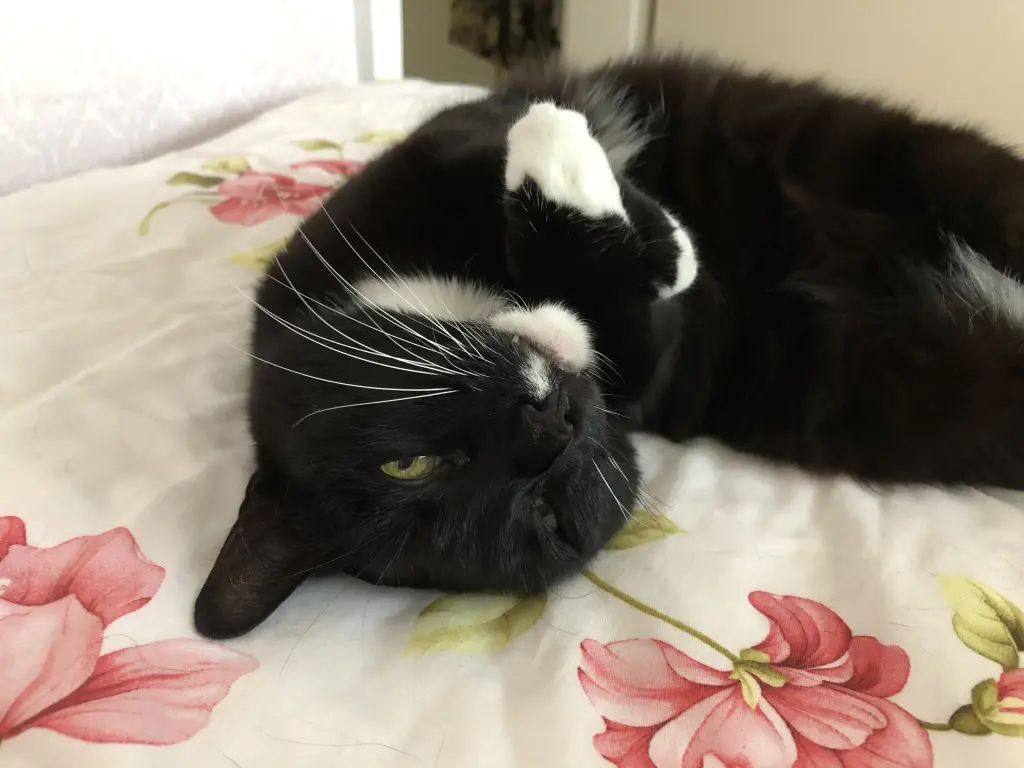 Condolence image of Heide mit Cita im Herzen❤️