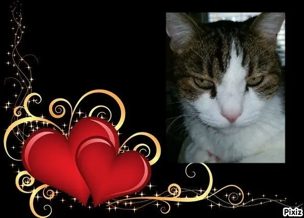 Condolence image of Deine Katzenmutti Tanja ❤