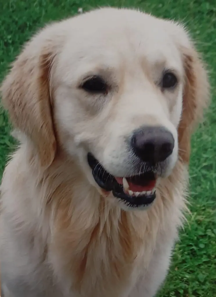 Condolence image of Claudia mit ASKO❤️