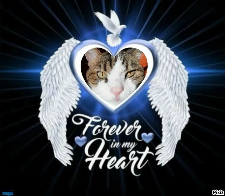 Condolence image of Deine Katzenmutti Tanja ❤