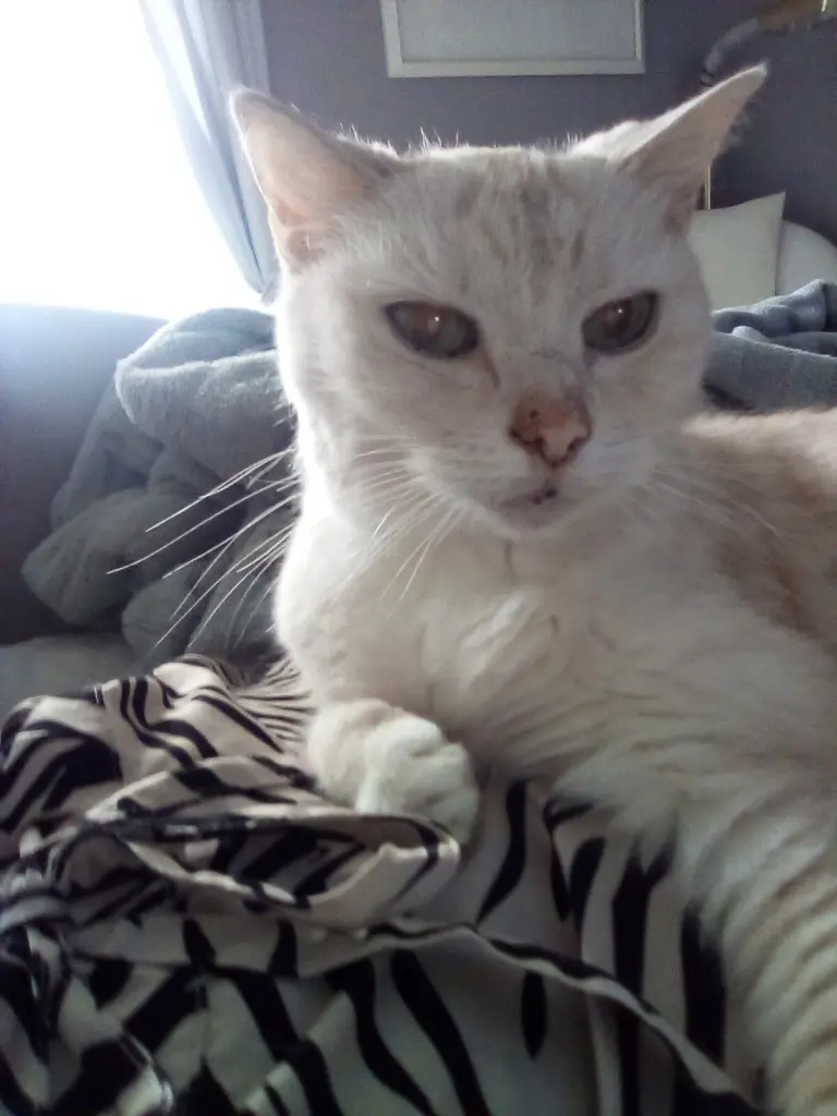 Condolence image of Beate mit Elvis im Herzen ❤