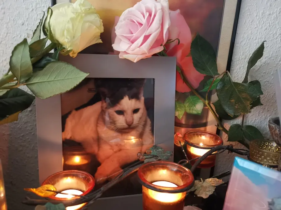 Condolence image of Olena mit Lesik im Herzen ❤