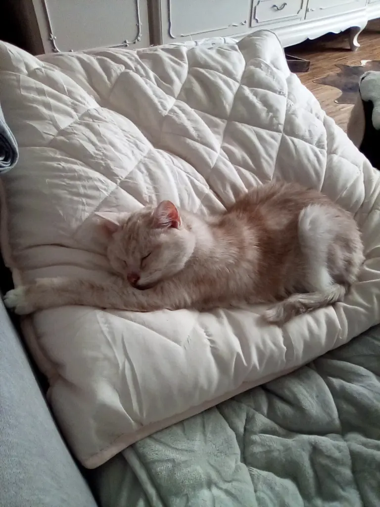 Condolence image of Beate mit Elvis im Herzen ❤