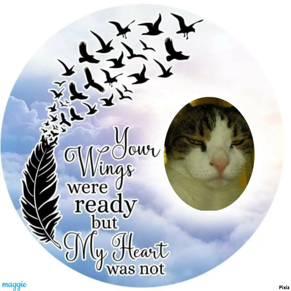 Condolence image of Deine Katzenmutti Tanja ❤