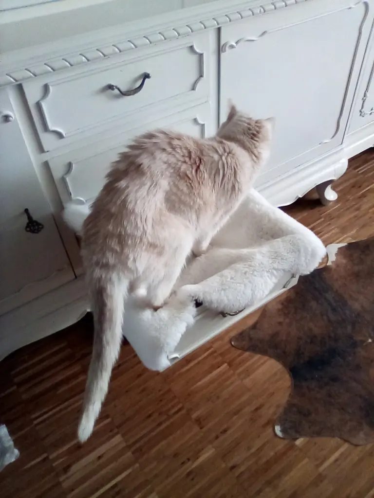 Condolence image of Beate mit Elvis im Herzen ❤