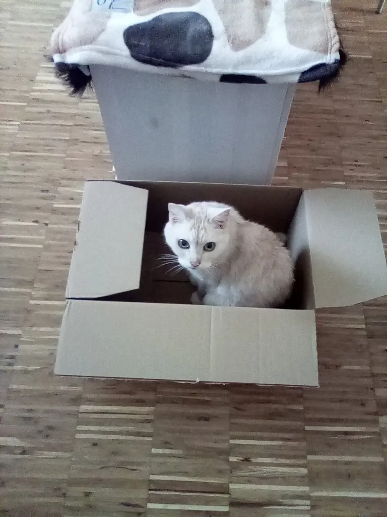 Condolence image of Beate mit Elvis im Herzen ❤