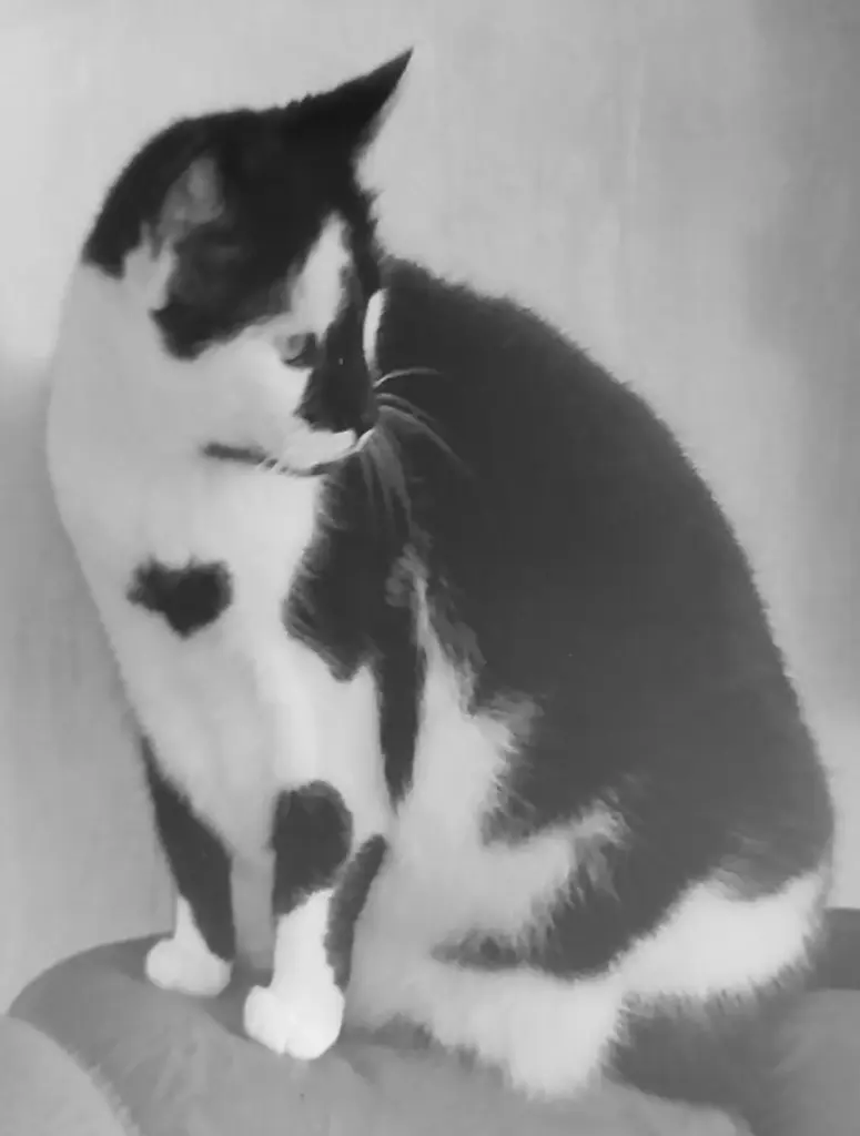 Condolence image of Snoopy und .Pünktchen