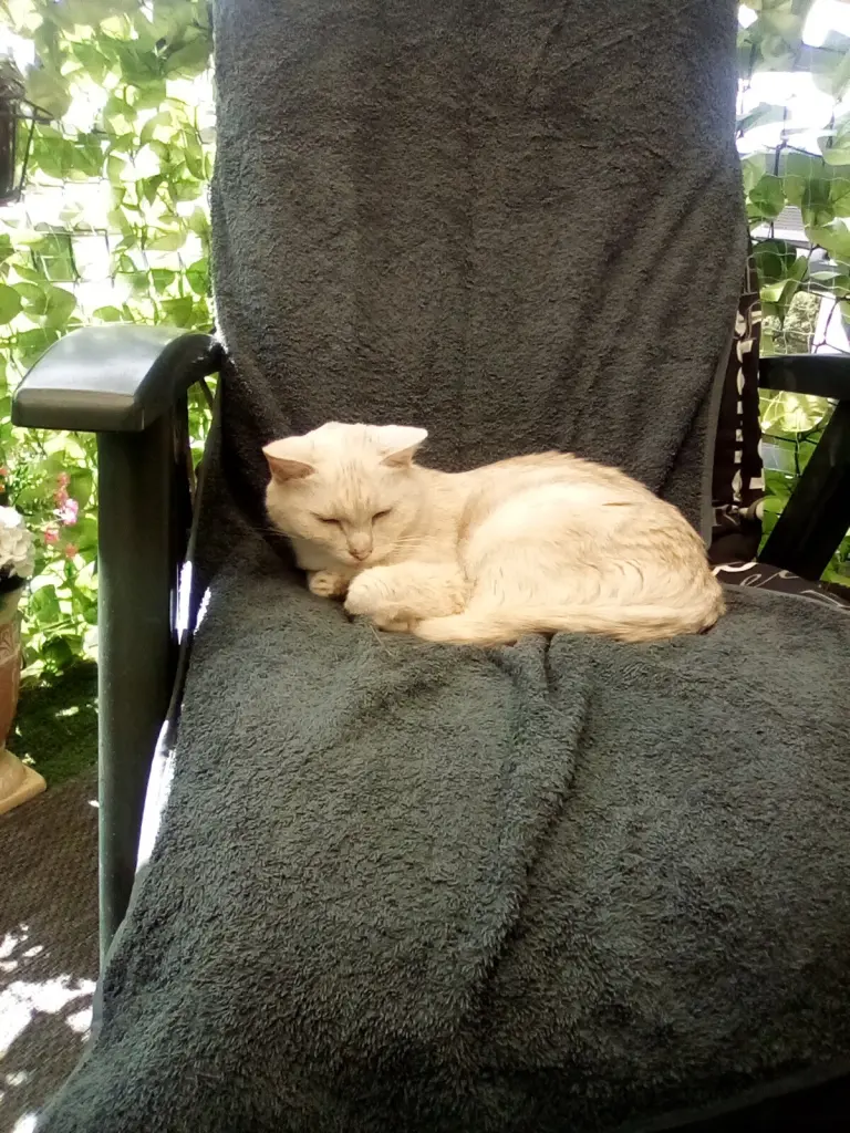 Condolence image of Beate mit Elvis im Herzen ❤