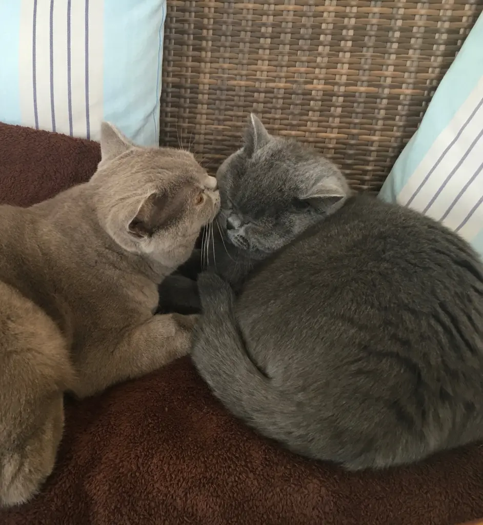 Condolence image of An Tanja