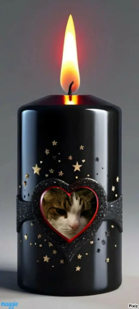 Condolence image of Deine Katzenmutti Tanja ❤