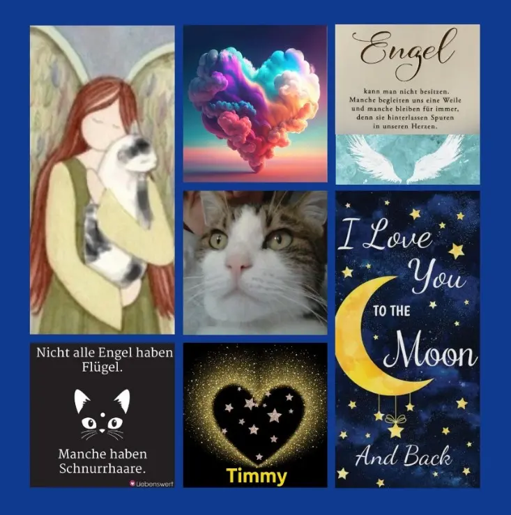 Condolence image of Rosen für Timmy zum 6. Sternchentag