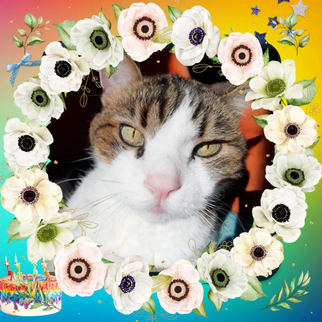 Condolence image of ❤️6. Sternchengeburtstag Timmy ❤️