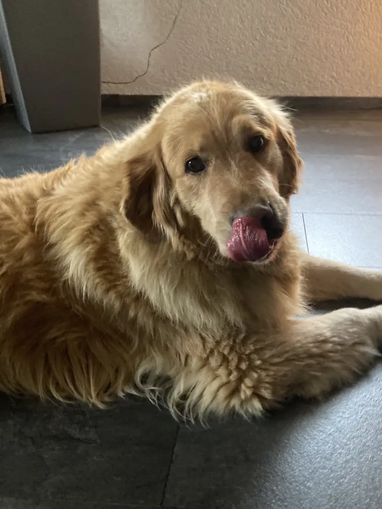 Condolence image of Angelika mit Luna ❤️⭐️