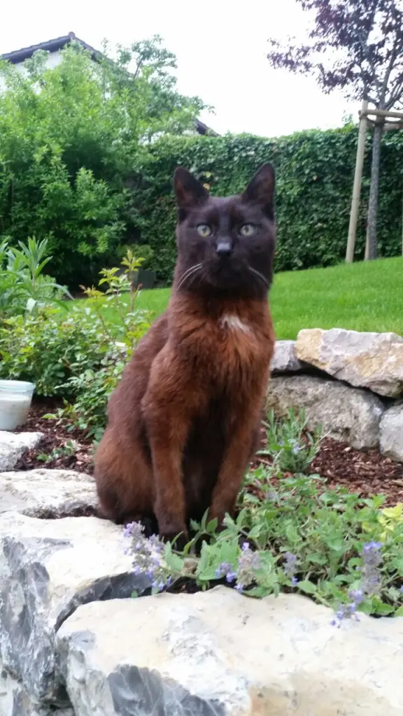 Condolence image of Für Timmy und Tanja