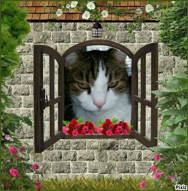 Condolence image of Deine Katzenmutti Tanja ❤