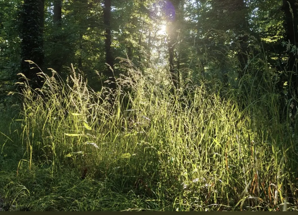 Condolence image of An Timmy und Tanja 