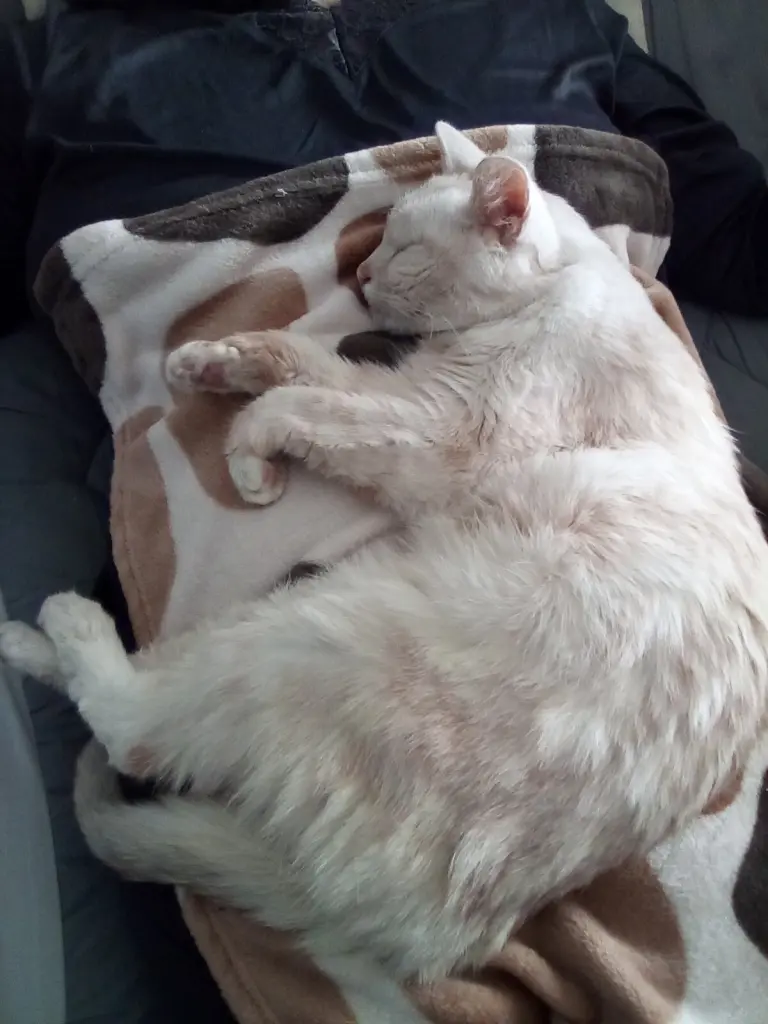 Condolence image of Beate mit Elvis im Herzen ❤