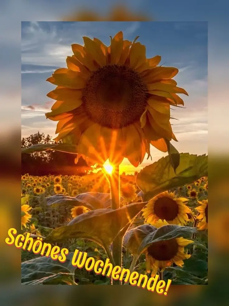 Condolence image of Heide mit Cita im Herzen❤️