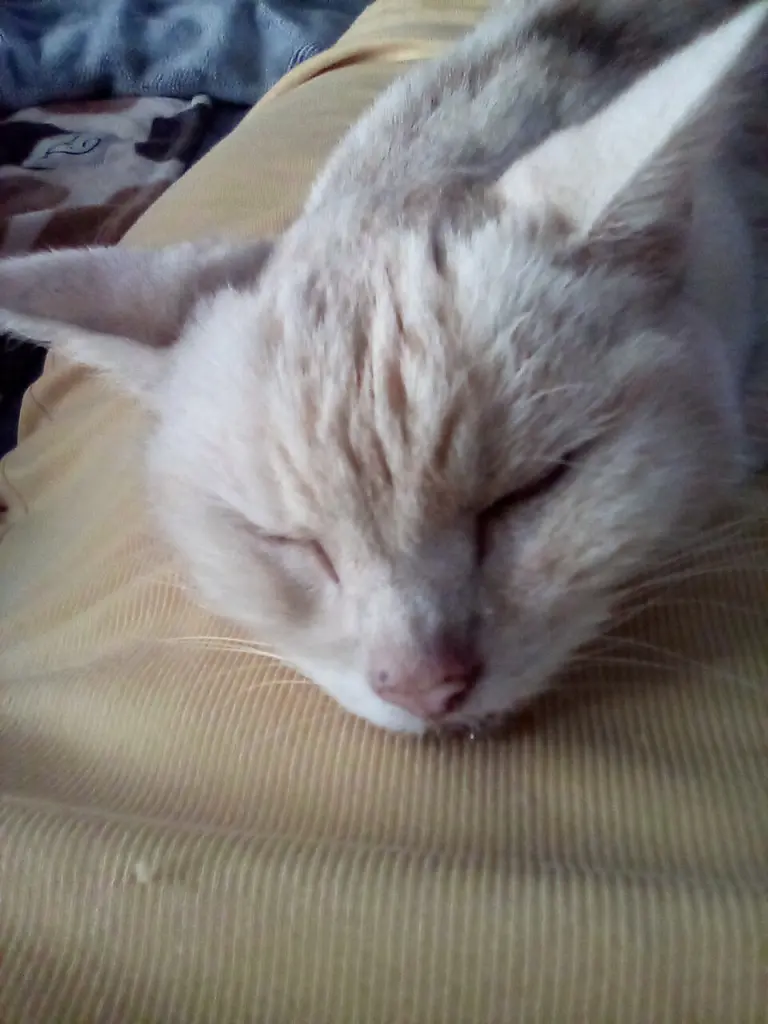 Condolence image of Beate mit Elvis im Herzen ❤