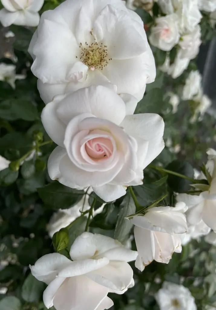 Condolence image of Vielen Dank