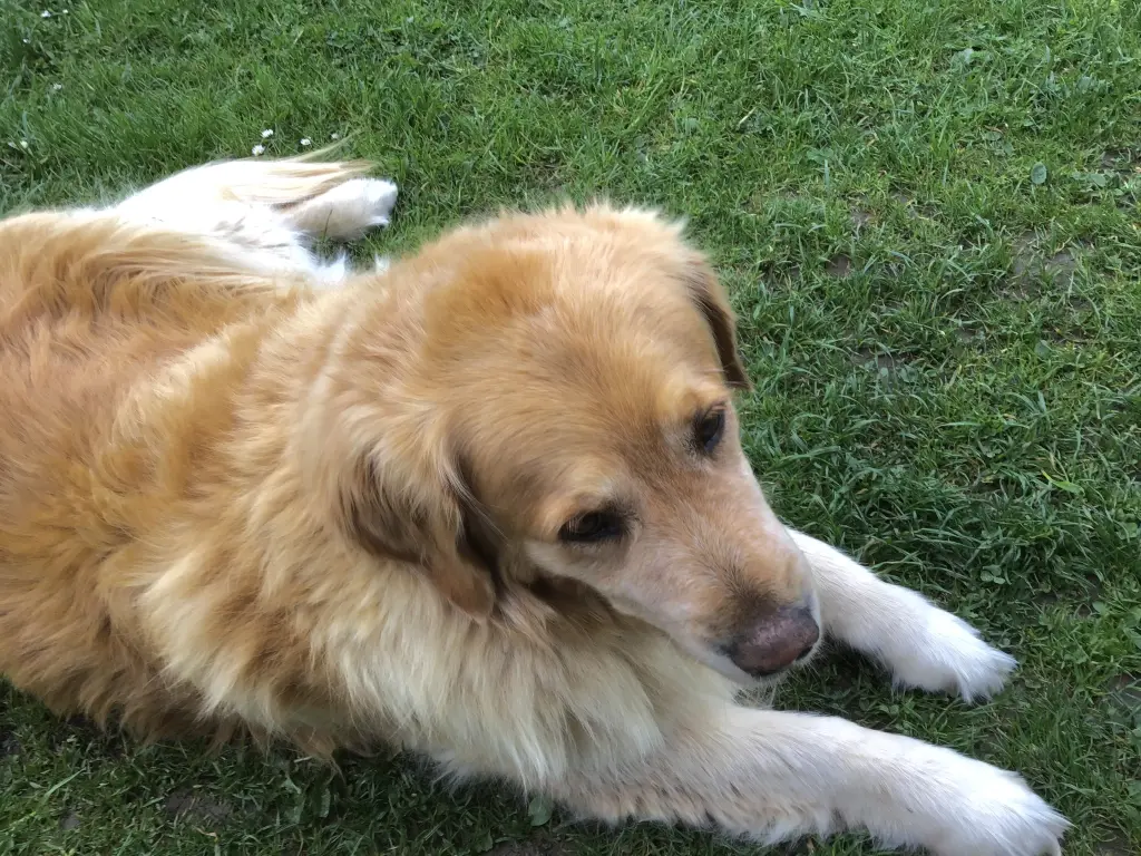 Condolence image of Angelika mit Luna ❤️⭐️