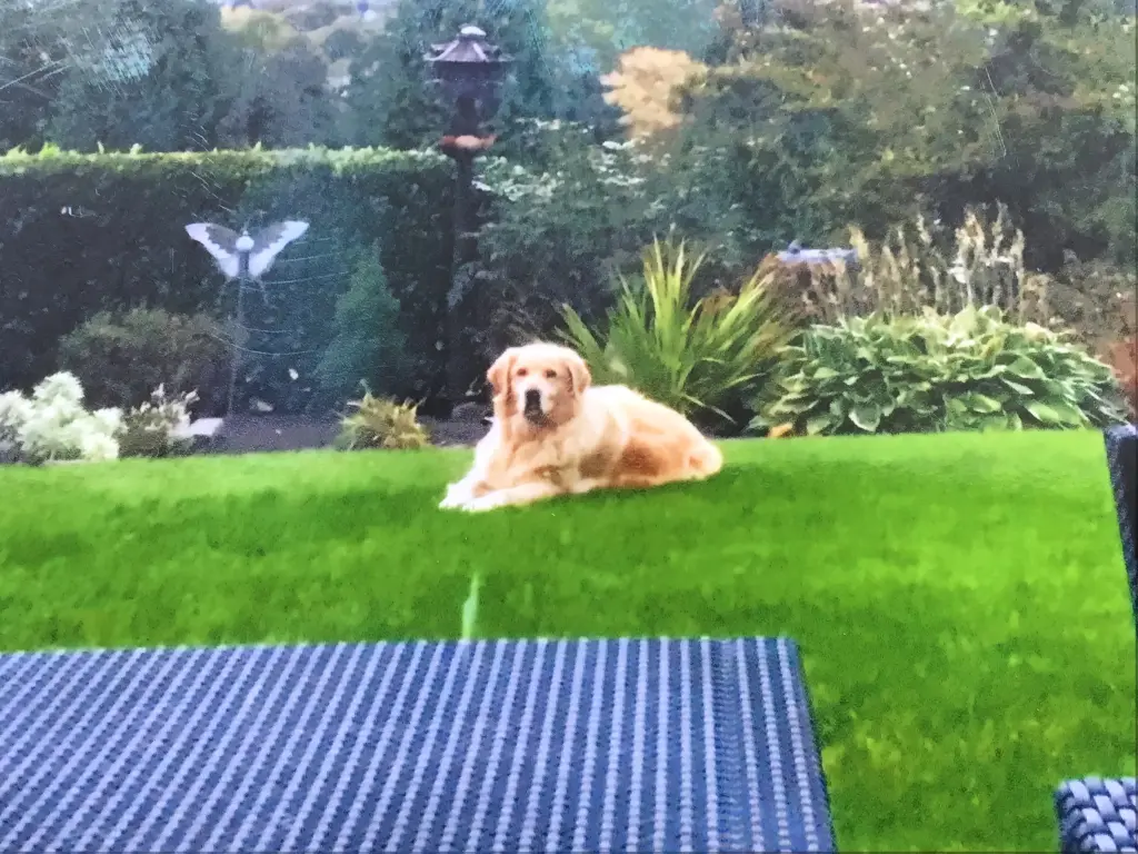 Condolence image of Angelika mit Luna ❤️⭐️