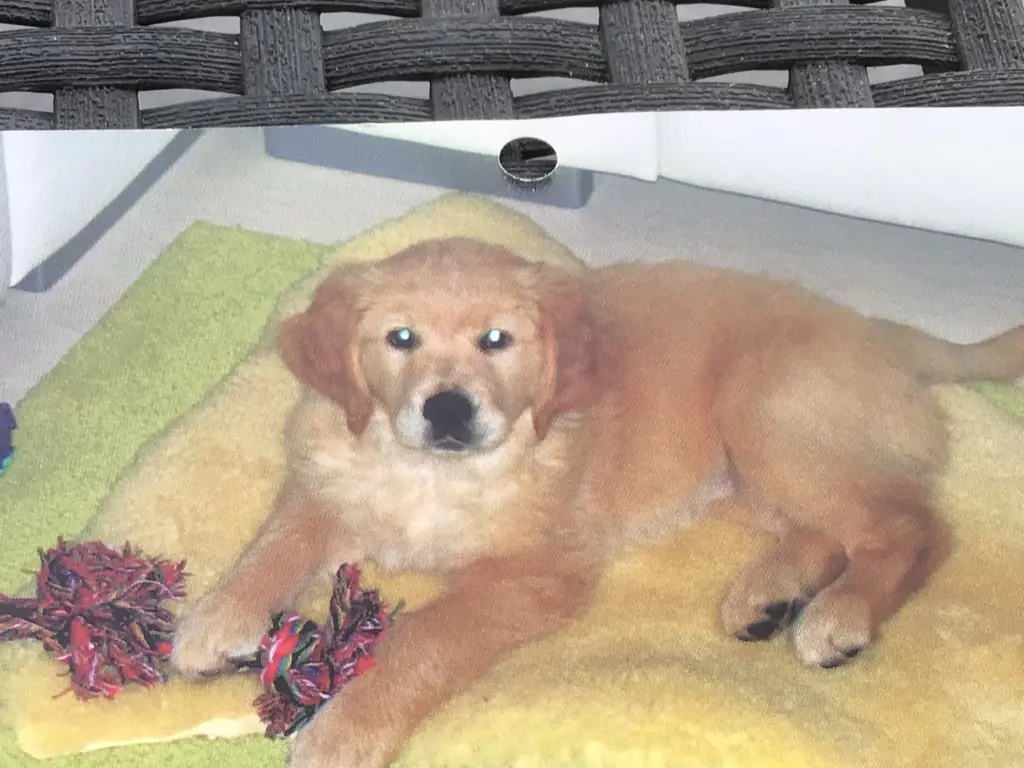 Condolence image of Angelika mit Luna ❤️⭐️