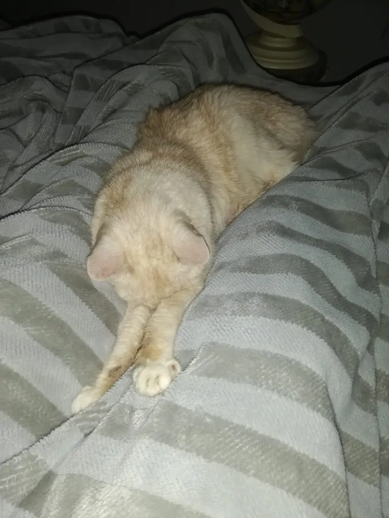 Condolence image of Beate mit Elvis im Herzen ❤