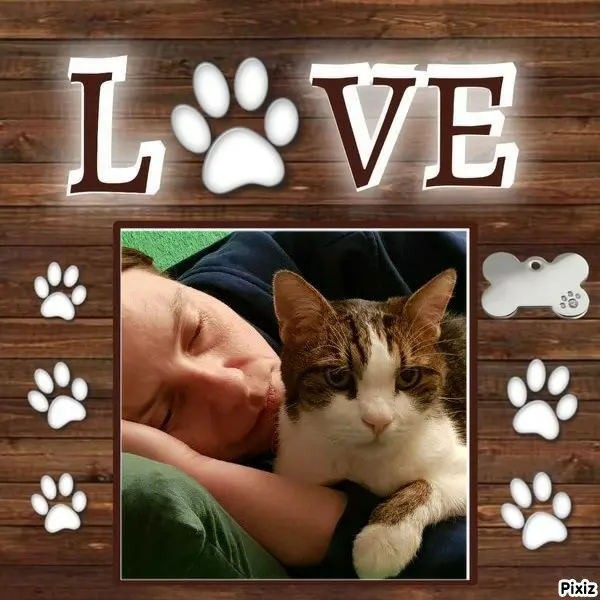 Condolence image of Deine Katzenmutti Tanja ❤