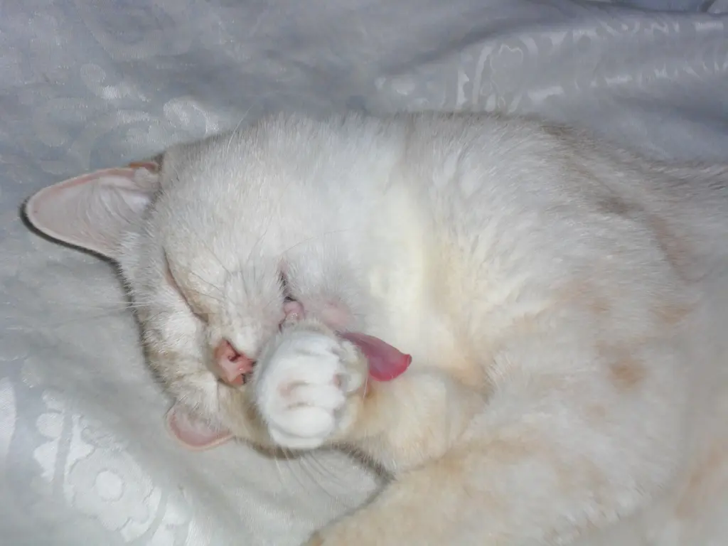 Condolence image of Beate mit Elvis im Herzen ❤