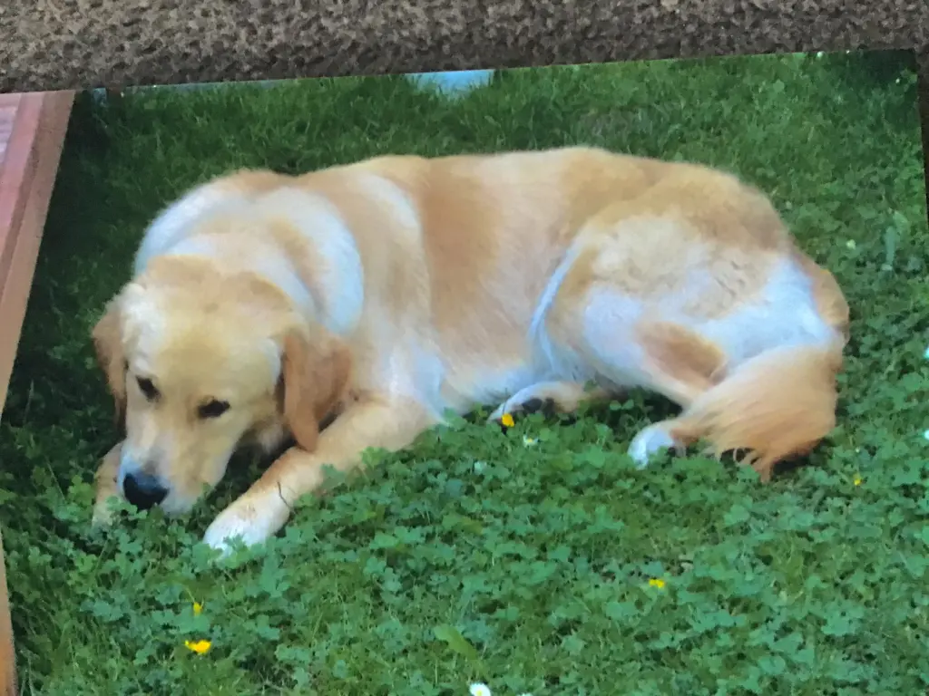 Condolence image of Angelika mit Luna ❤️⭐️