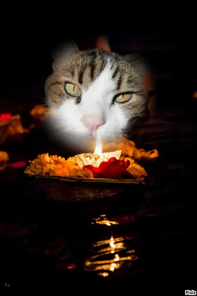 Condolence image of Deine Katzenmutti Tanja 💘