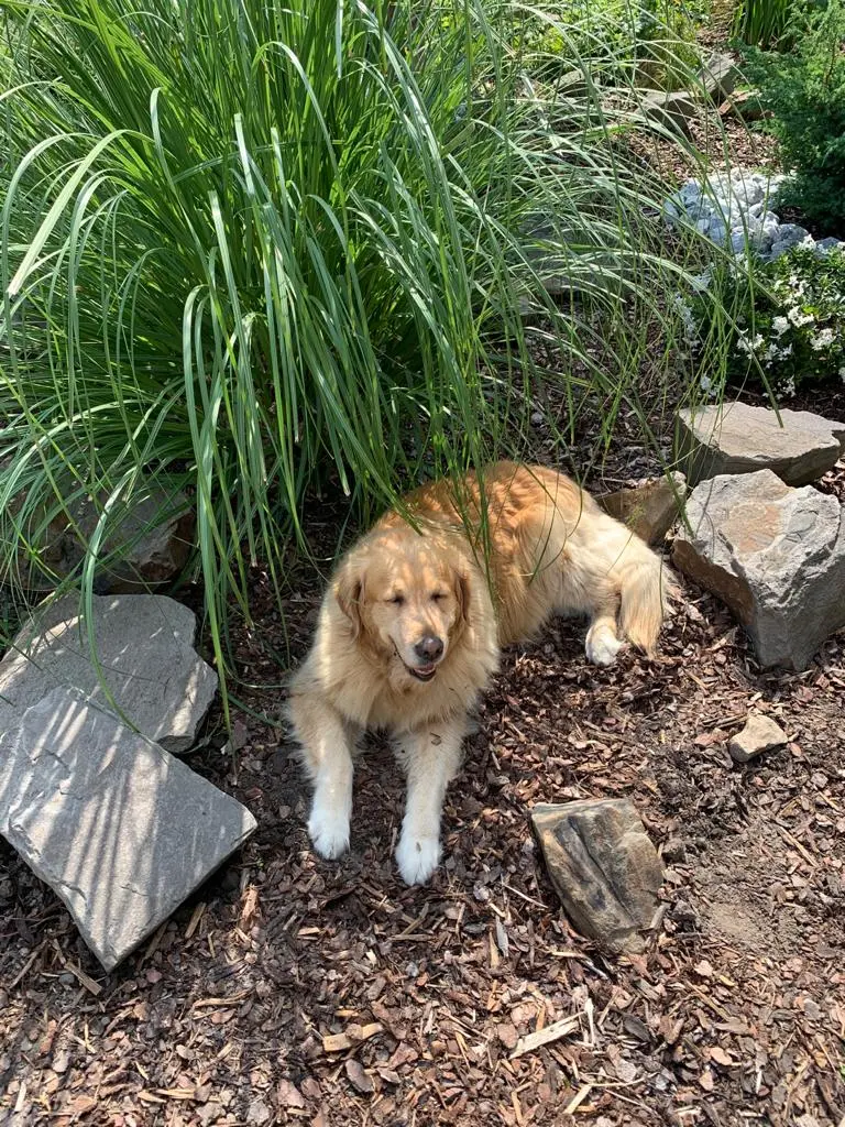 Condolence image of Angelika mit Luna ❤️⭐️