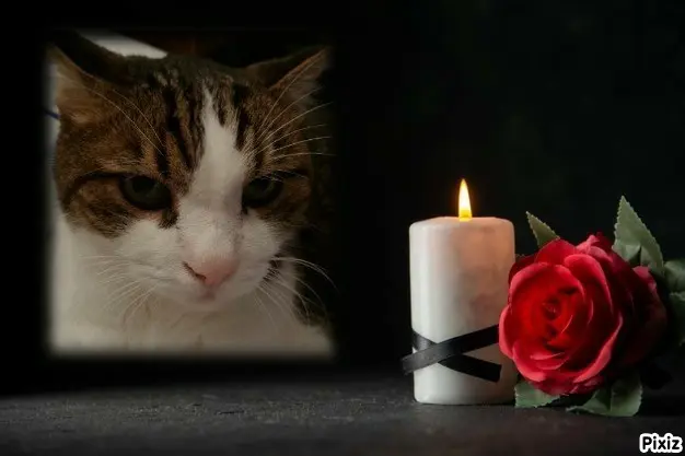 Condolence image of Deine Katzenmutti Tanja 💘