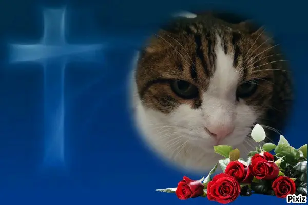 Condolence image of Deine Katzenmutti Tanja 💘