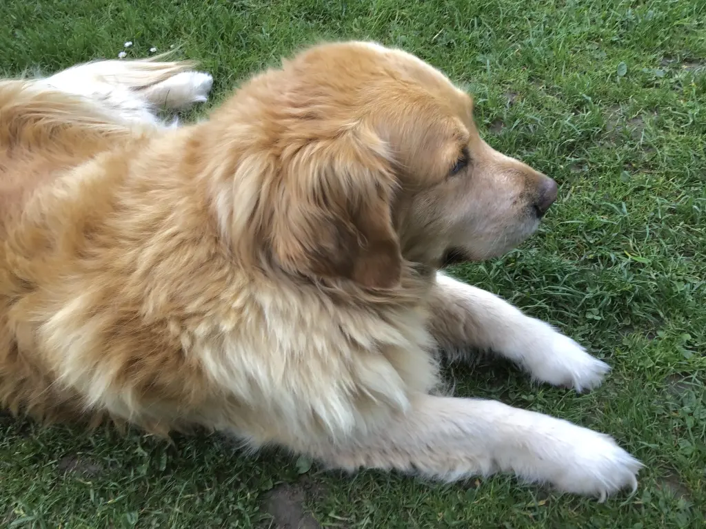 Condolence image of Angelika mit Luna 💔⭐️