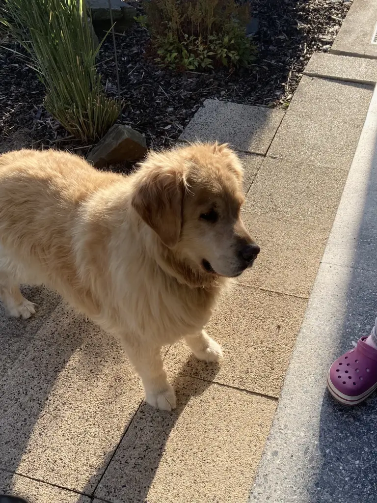 Condolence image of Angelika mit Luna 💔⭐️