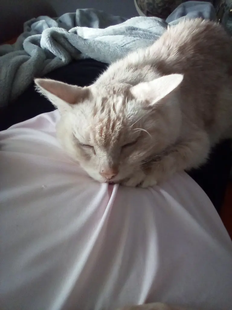 Condolence image of Beate mit Elvis im Herzen ❤